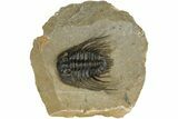 Spiny Leonaspsis Trilobite - Morocco #186704-5